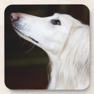 Saluki Looking Up Coaster