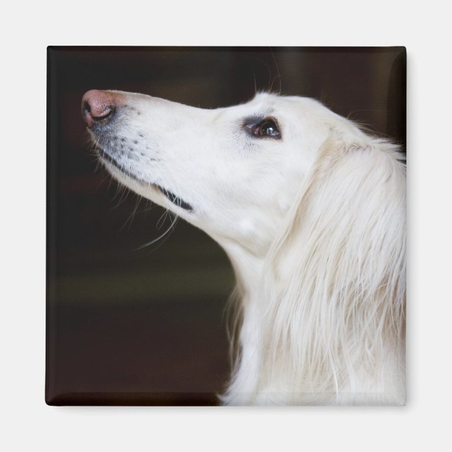 Saluki Looking Up Magnet (Front)