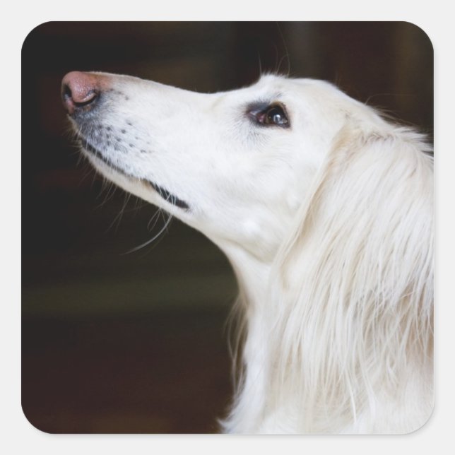 Saluki Looking Up Square Sticker (Front)