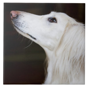 Saluki Looking Up Tile