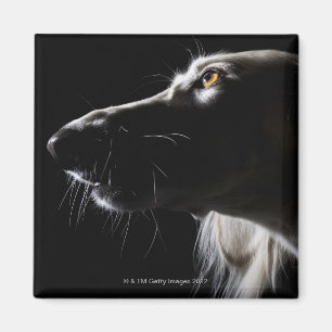 Saluki, portrait magnet