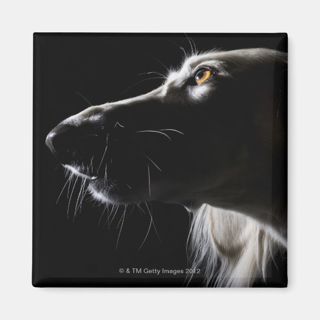 Saluki, portrait magnet (Front)