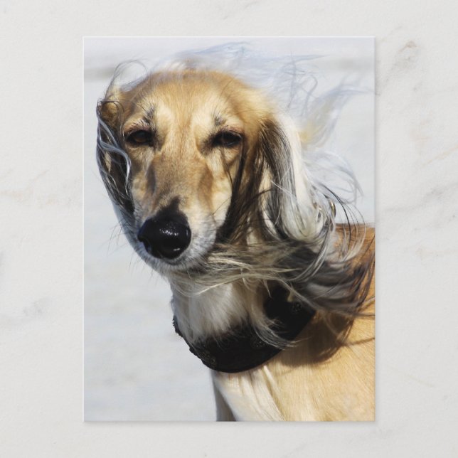 Saluki Portrait Postcard (Front)