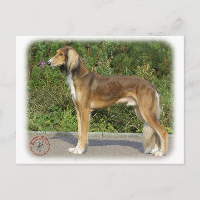 Saluki Postcard (Front)