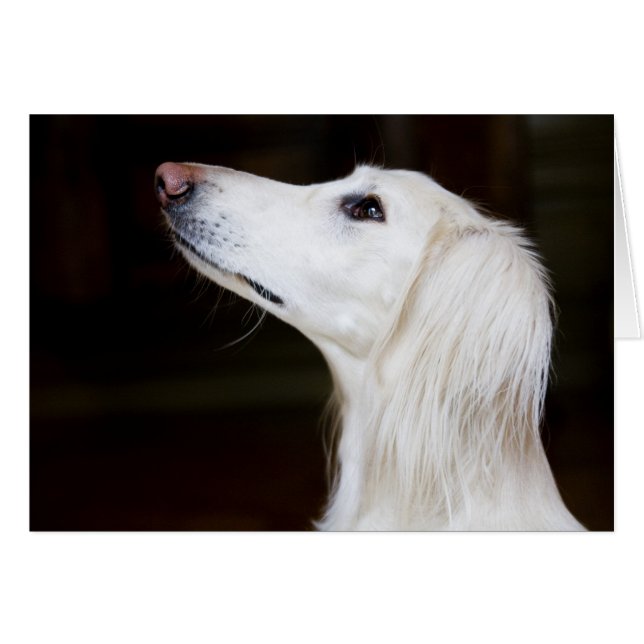 Saluki se lève (Devant horizontal)