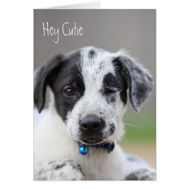 Salut, Cutie (Devant)