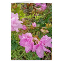 Salutation avec floraison de lavande sur l'azalée.