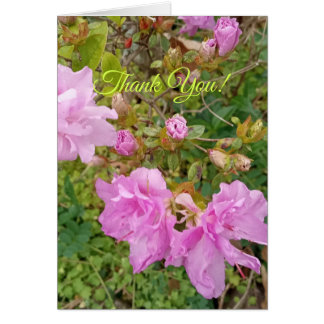 Salutation avec floraison de lavande sur l'azalée.