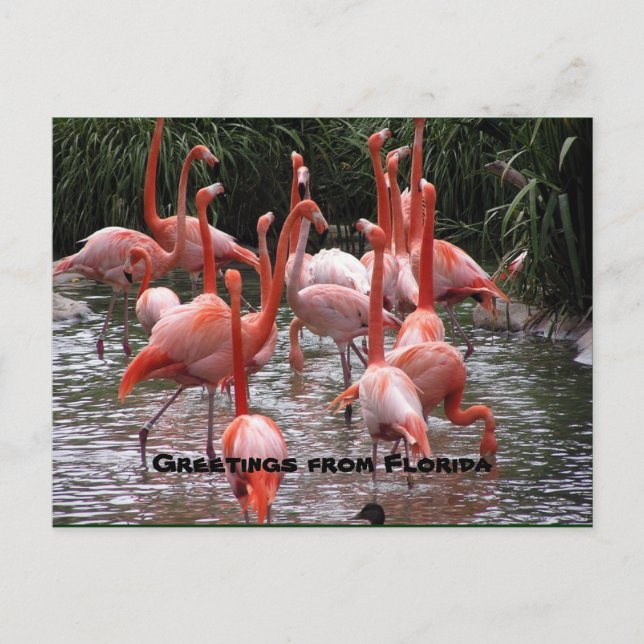 "Salutations de Floride", carte postale de flamant (Devant)