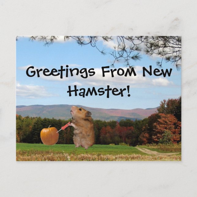 Salutations Du New Hamster ! Carte postale (Devant)