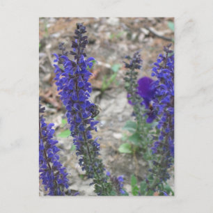 Salvia ~ First Bloom Postcard