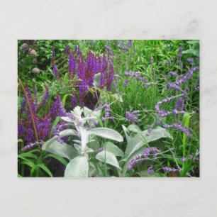 Salvia, Lavendar, Lambs ear Postcard