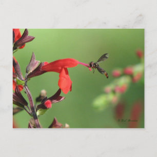 Salvia & Native Bee Postcard