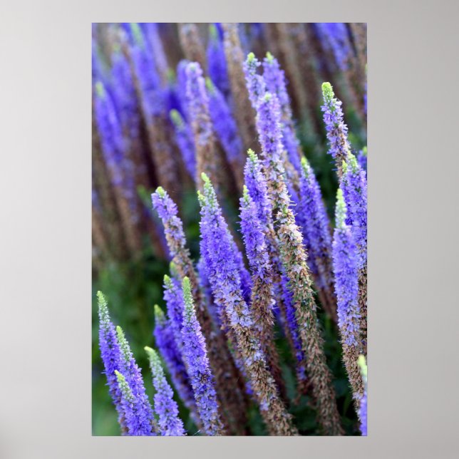 Salvia Poster (Front)