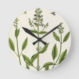 Salviam from 'A Curious Herbal', 1782 (color engr Round Clock