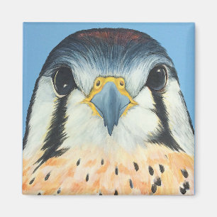 Sam, an American Kestral Magnet