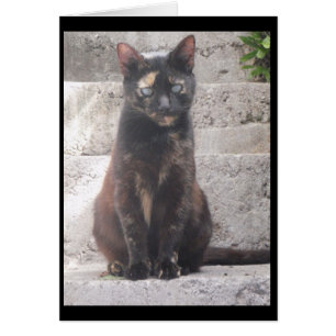 Samantha le chat Bush