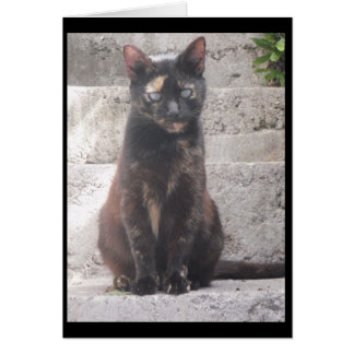 Samantha le chat Bush