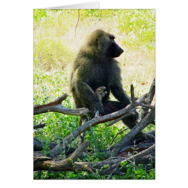 Samburu Baboon (Front)