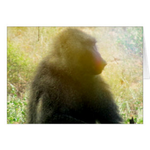 Samburu Baboon Closeup
