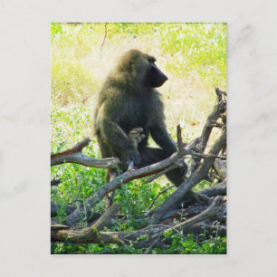Samburu Baboon Postcard