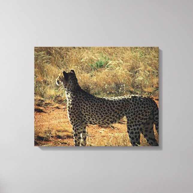 Samburu Cheetah Canvas Print (Front)