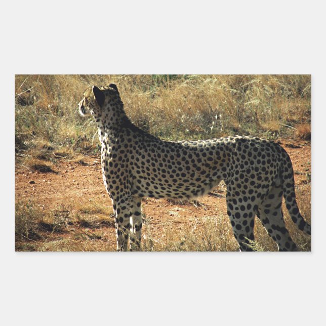 Samburu Cheetah Sticker (Front)