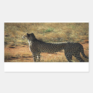Samburu Cheetah Sticker
