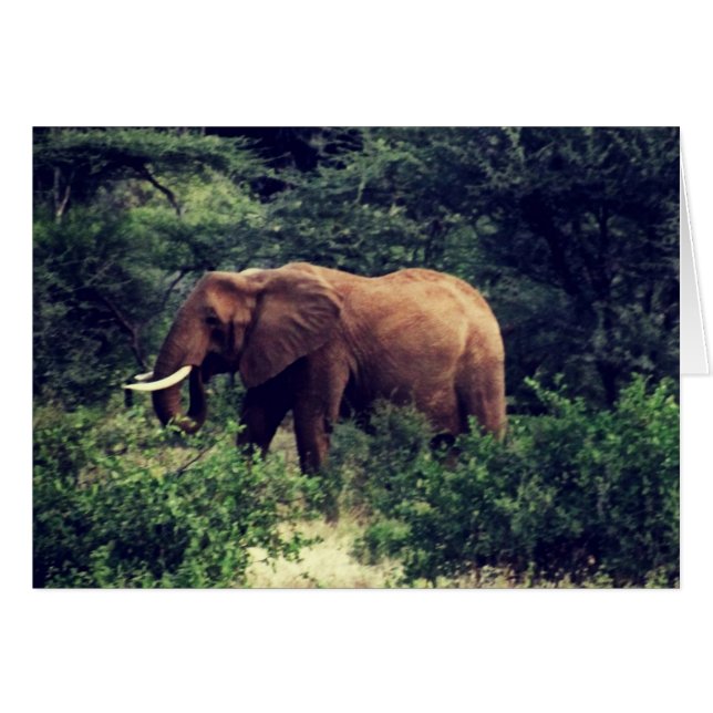 Samburu Elephant (Devant horizontal)