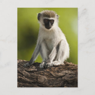 Samburu Game Reserve, Kenya, Vervet Monkey, Postcard