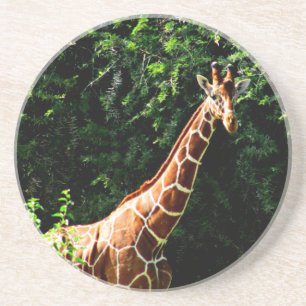 Samburu Giraffe Coaster