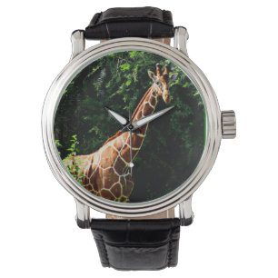 Samburu Giraffe Watch