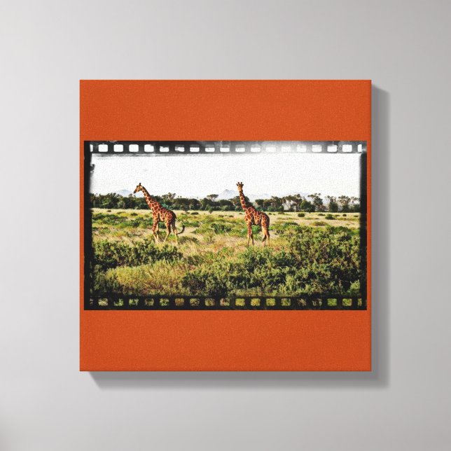 Samburu Giraffes Canvas Print (Front)