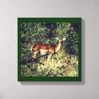 Samburu Impala