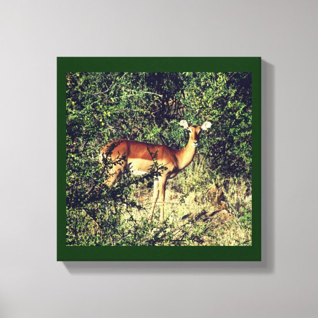 Samburu Impala Canvas Print (Front)