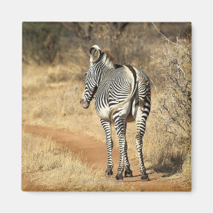 Samburu National Reserve, Kenya Magnet