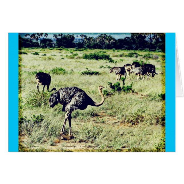 Samburu Ostriches (Front Horizontal)