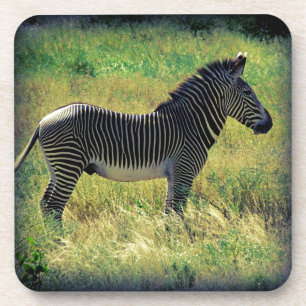 Samburu Zebra Coaster