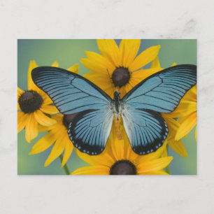 Sammamish Washington Photograph of Butterfly 22 Postcard