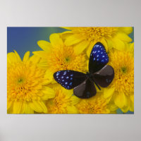 Sammamish Washington Photograph of Butterfly 41