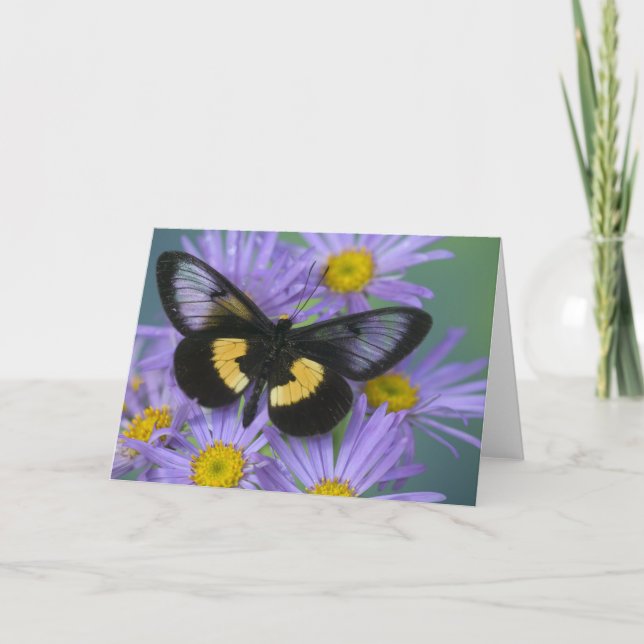 Sammamish Washington Photograph of Butterfly Card (Front)