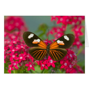 Sammamish Washington Photograph of Butterfly on 14