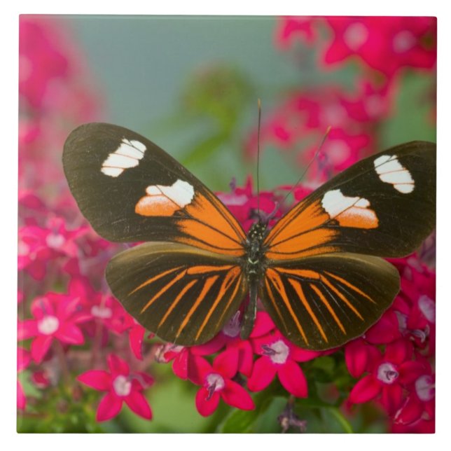 Sammamish Washington Photograph of Butterfly on 14 Tile (Front)