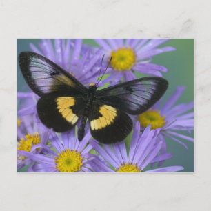 Sammamish Washington Photograph of Butterfly Postcard