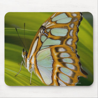 Sammamish, Washington, USA Mouse Pad