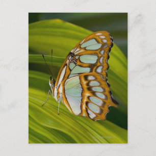 Sammamish, Washington, USA Postcard