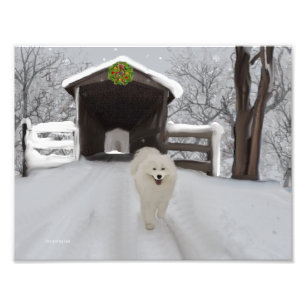 Samoyed 11" x 8.5", Kodak Pro. Photo Paper (Satin) Print
