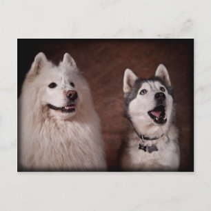 Samoyed and Husky Postcard
