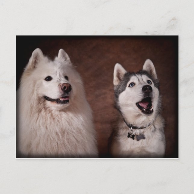 Samoyed and Husky Postcard (Front)