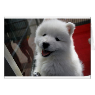 Samoyed Dog